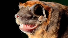 Bulldog šišmiši